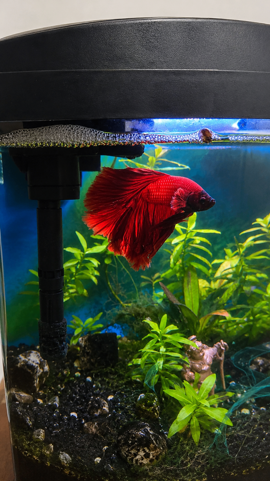 Complete 2.5G Planted Nano Aquarium Setup w/ Red Betta Fish - photo 2