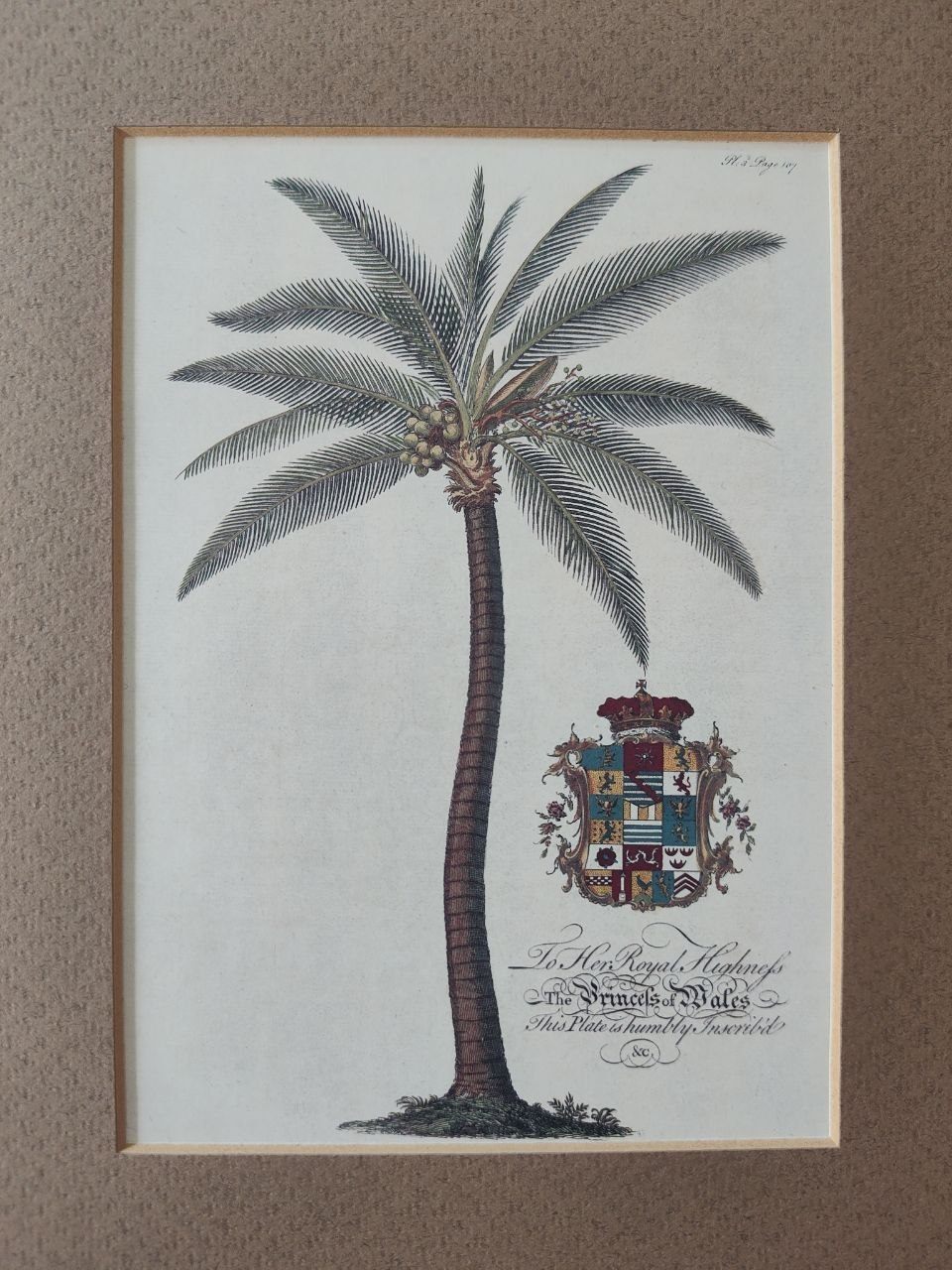 Vintage Georg Dionysius Ehret Botanical Palm/Teapots Print - photo 2