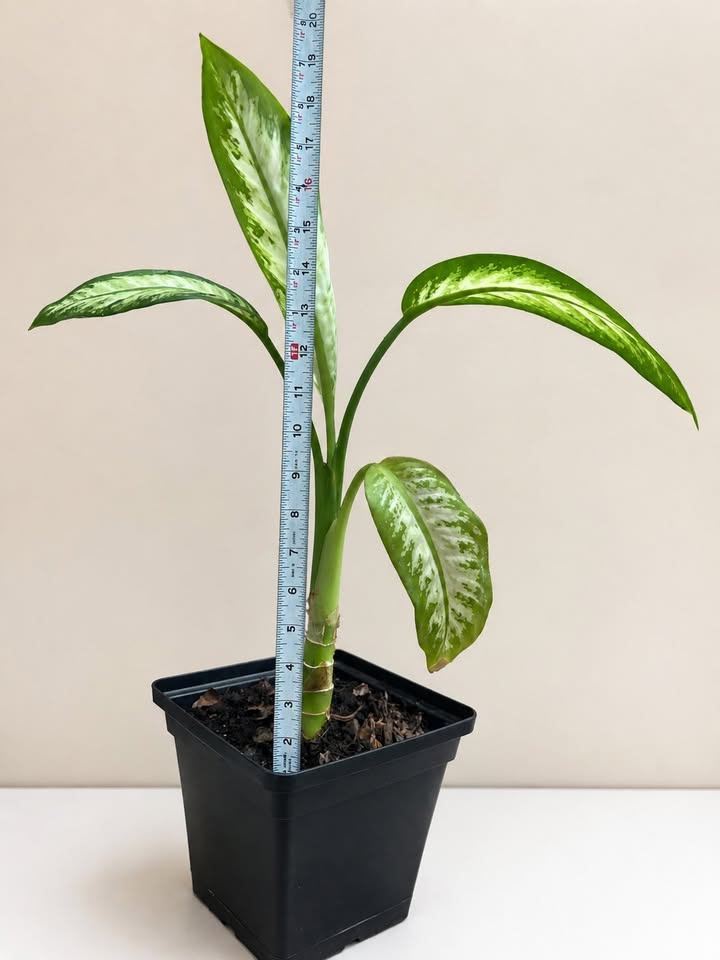 Dieffenbachia Dumb Cane Plant - photo 3