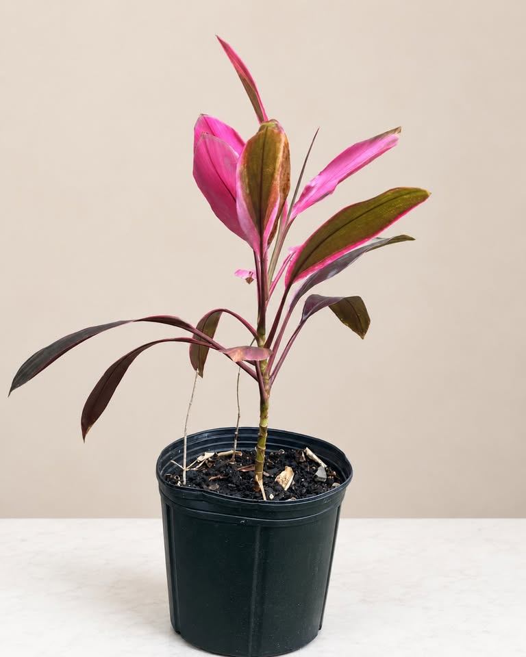 Cordyline 'Kiwi' Plant