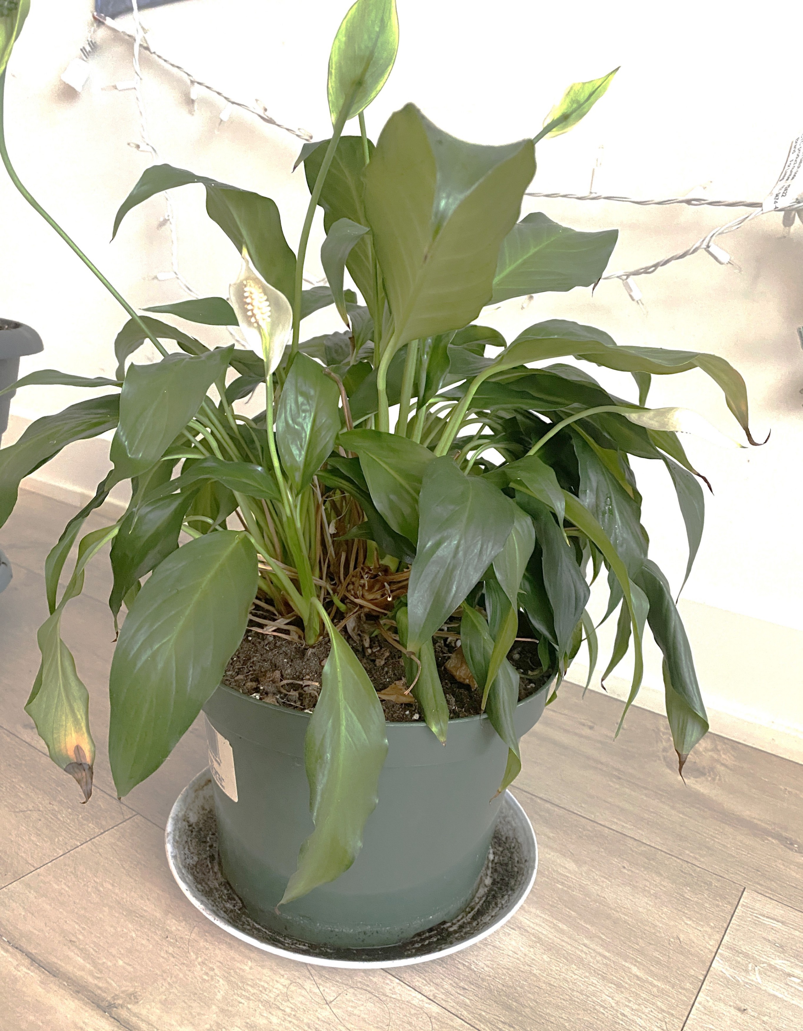 Flowering Peace Lily - photo 3