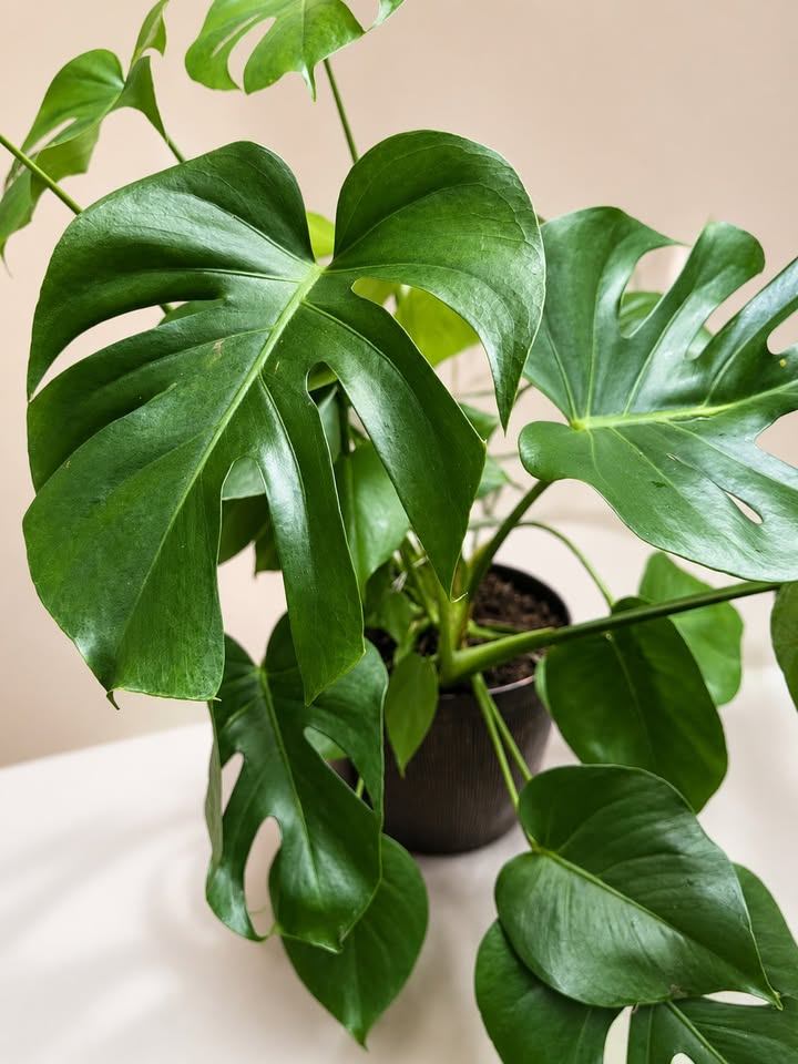 Monstera Deliciosa Plant - photo 2