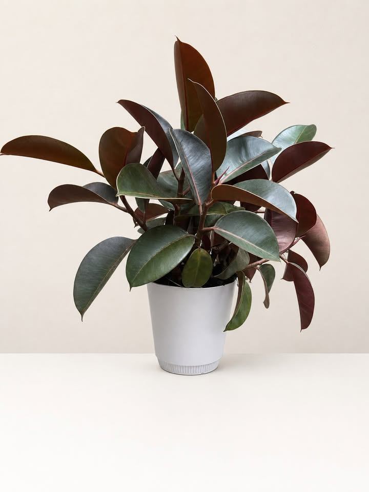 Rubber Plant