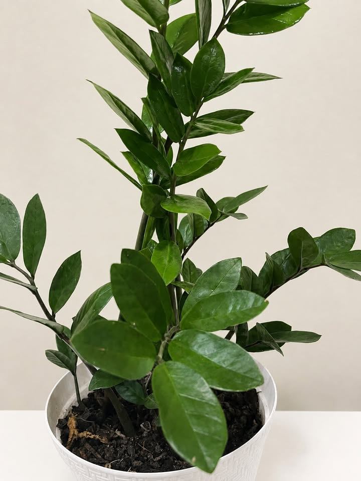 ZZ Plant in White Textured Pot - photo 2