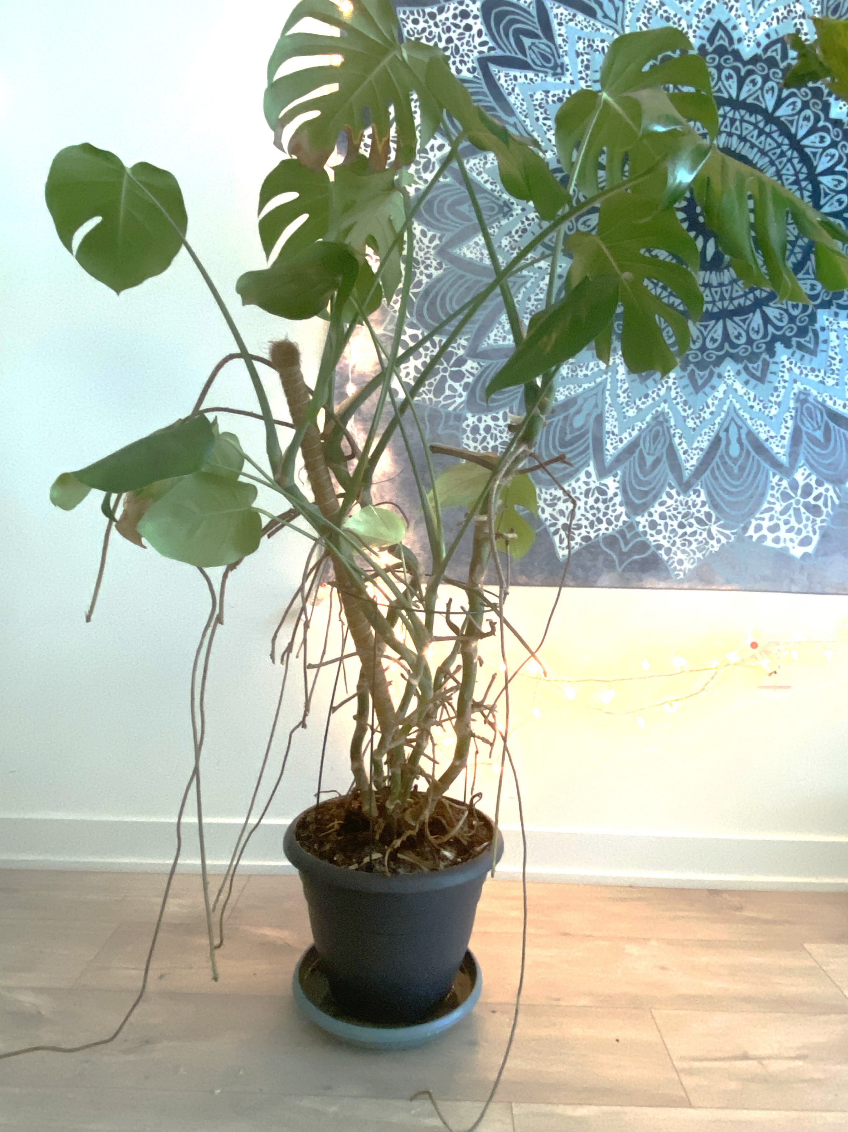 Monstera deliciosa (Swiss Cheese Plant) - photo 3