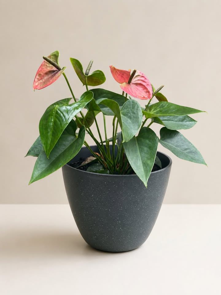 Anthurium Plant in Black Pot