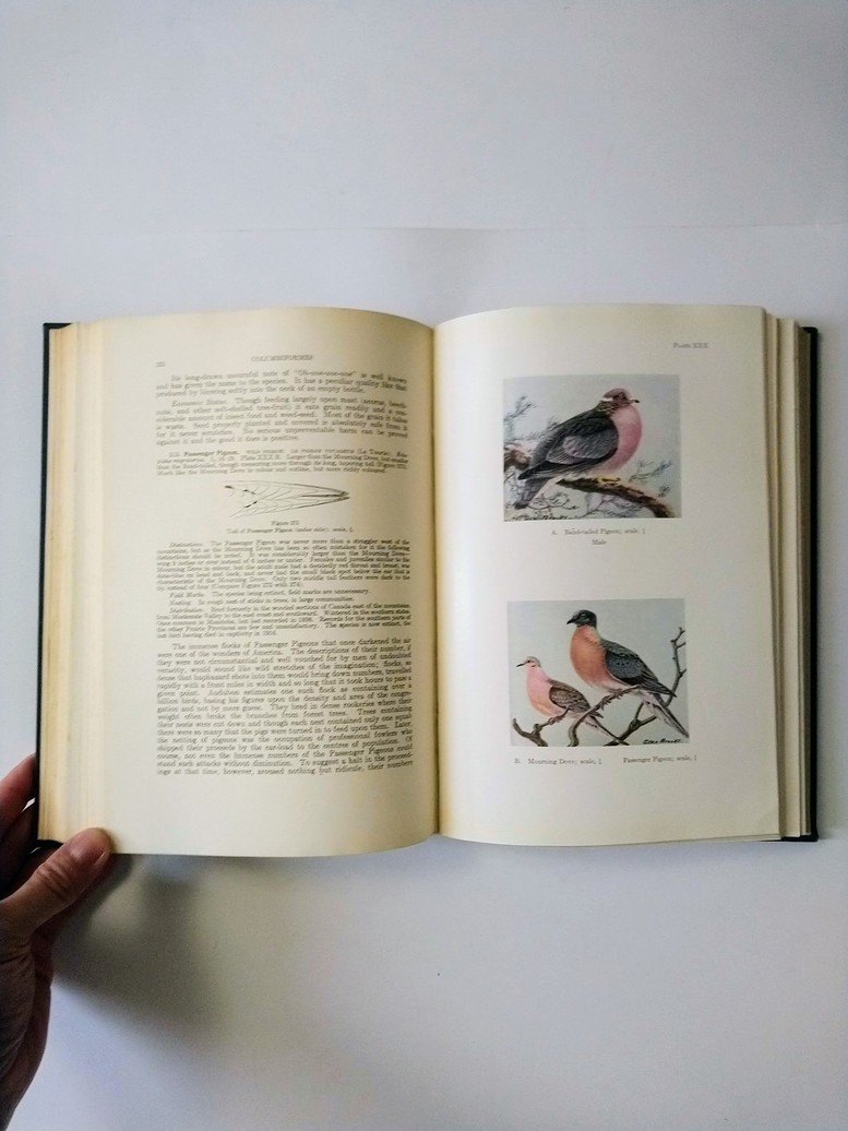 Bird Lover books! - photo 2