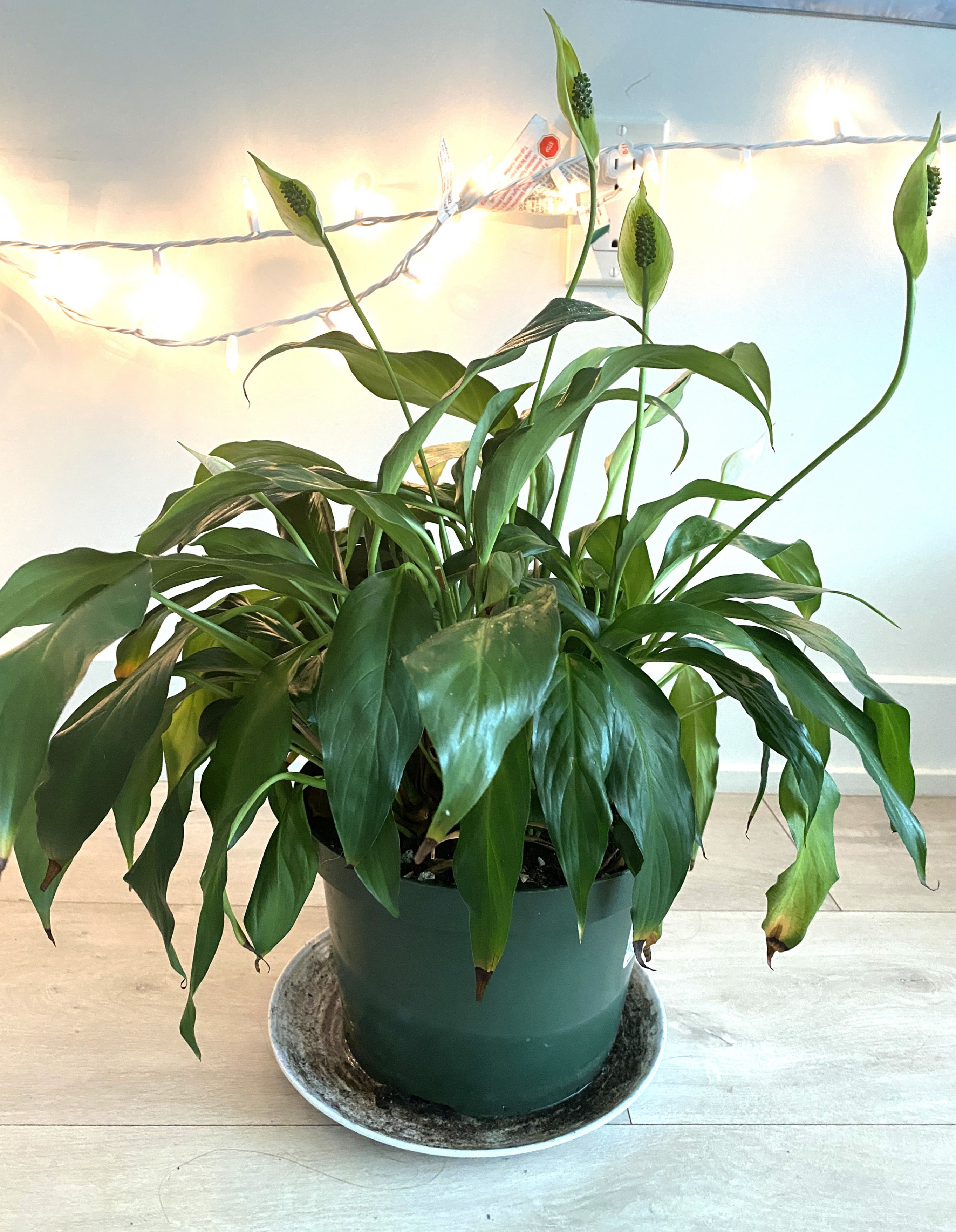 Flowering Peace Lily