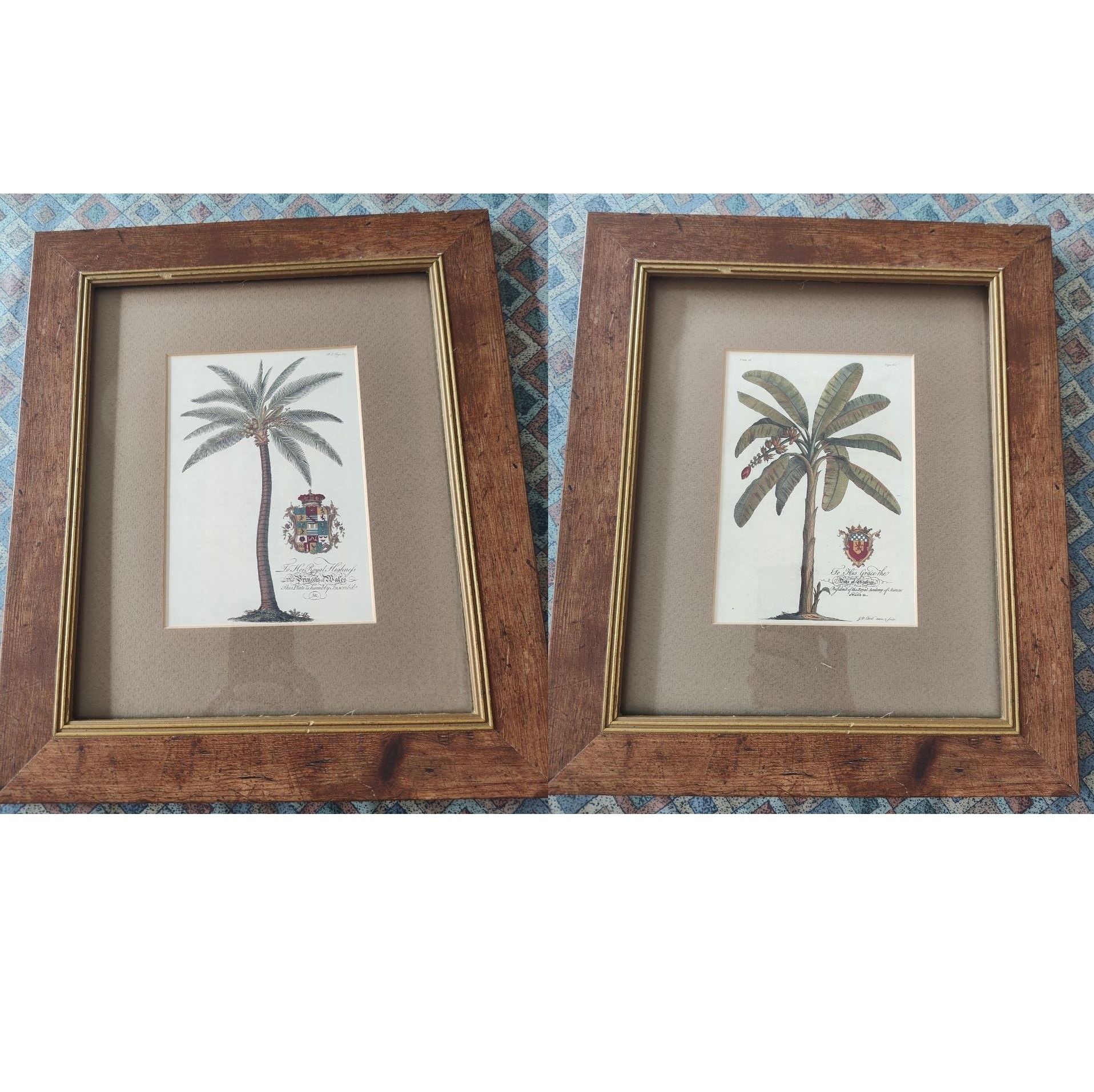 Vintage Georg Dionysius Ehret Botanical Palm/Teapots Print