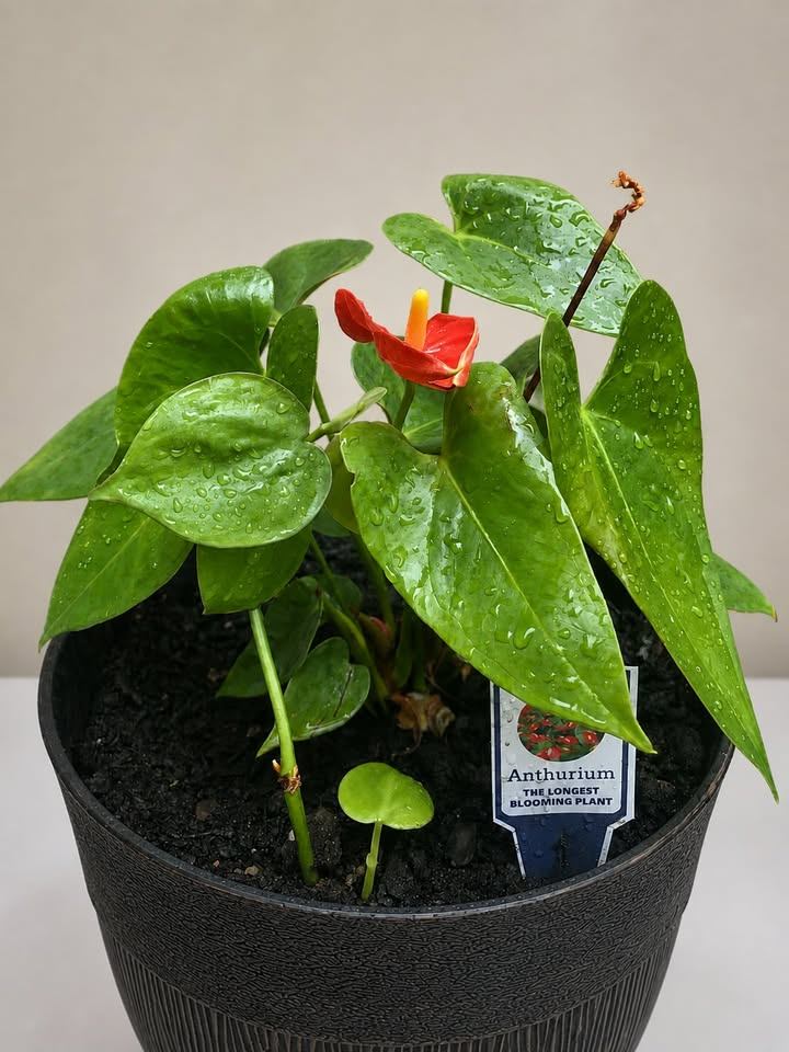 Anthurium Blooming Plant - photo 2