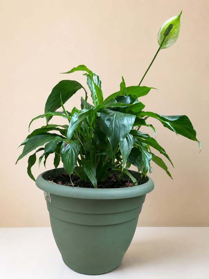 Peace Lily Plant