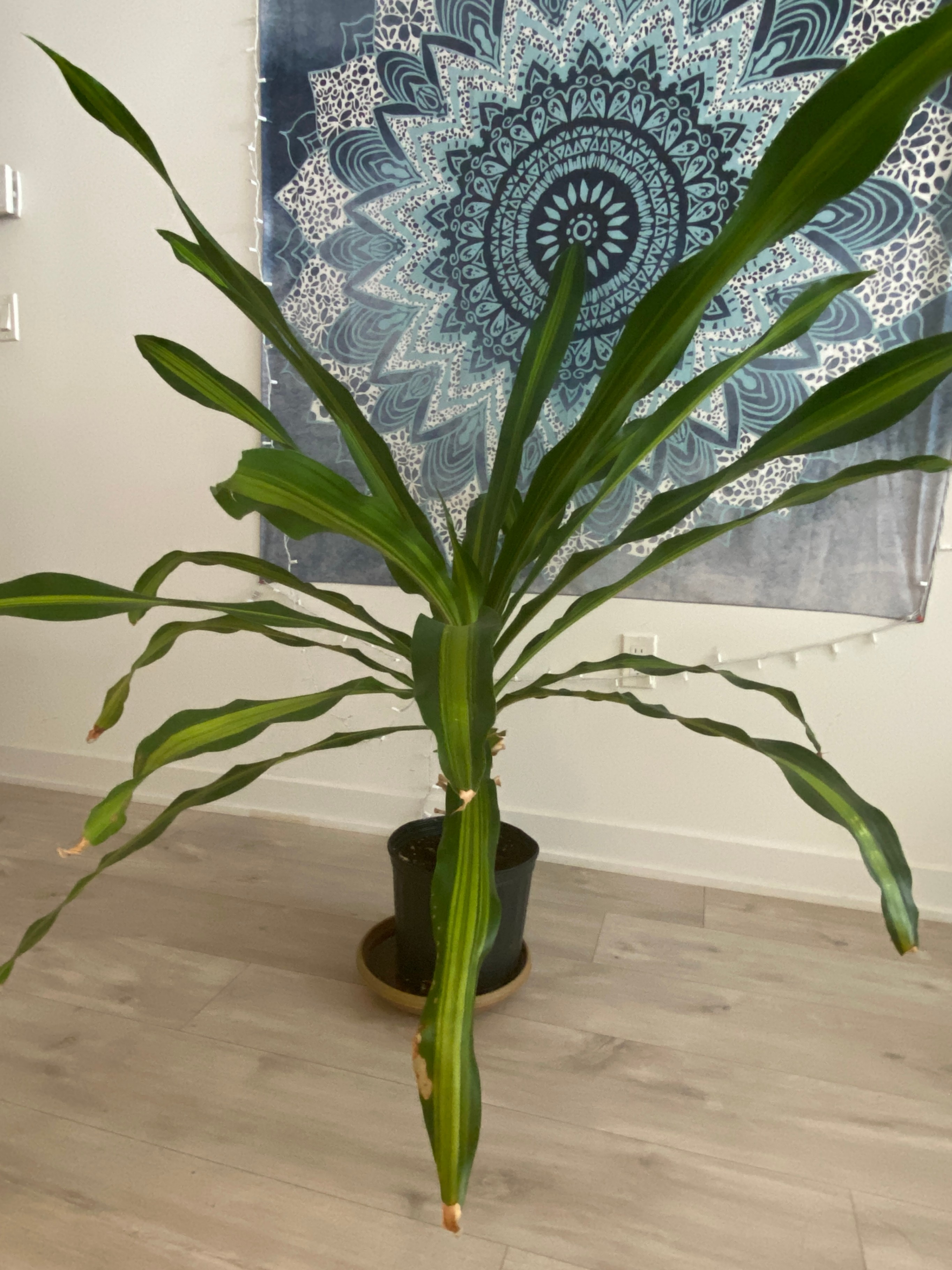 Large Corn Plant - photo 3