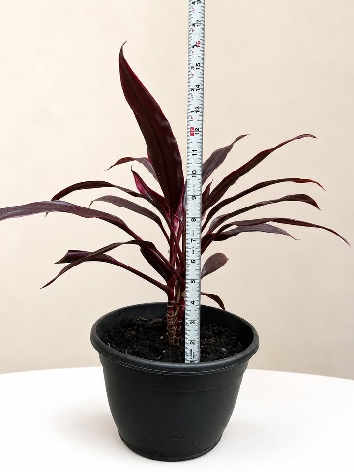 Cordyline Red Ti Plant - photo 3