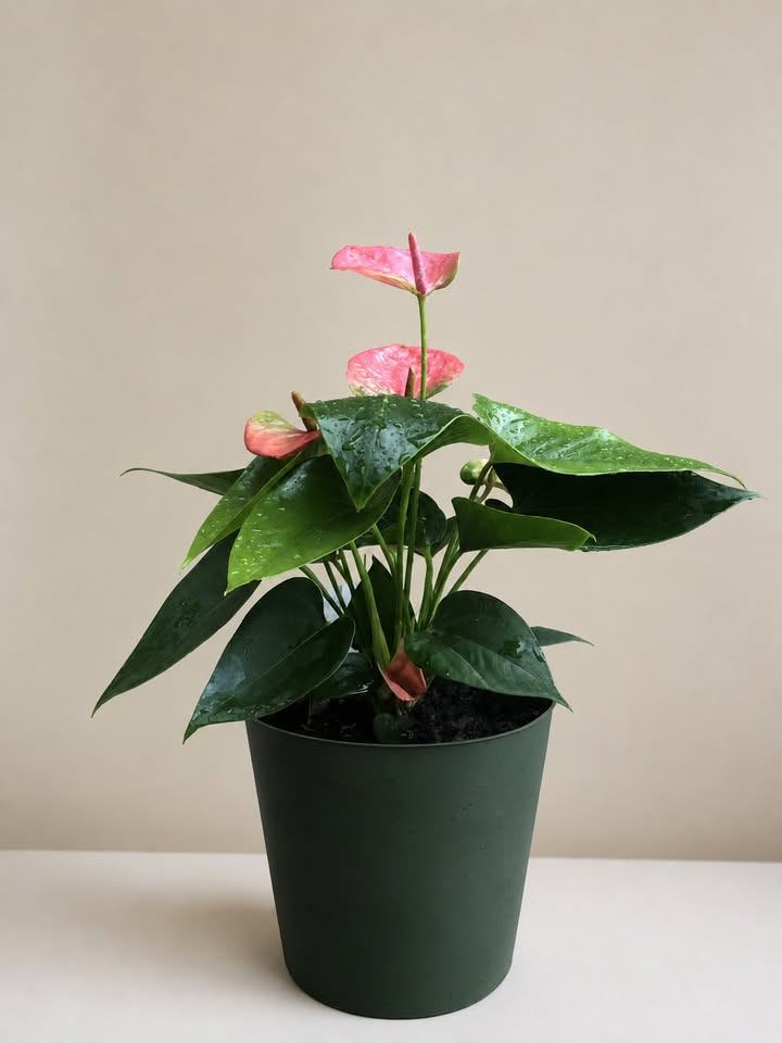 Pink Anthurium Plant