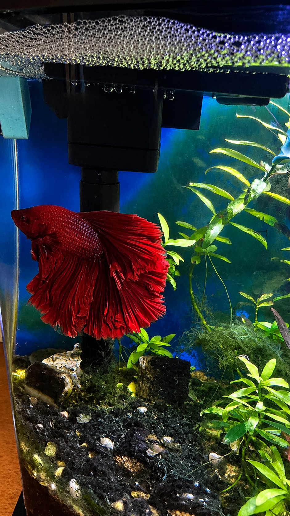 Complete 2.5G Planted Nano Aquarium Setup w/ Red Betta Fish - photo 3