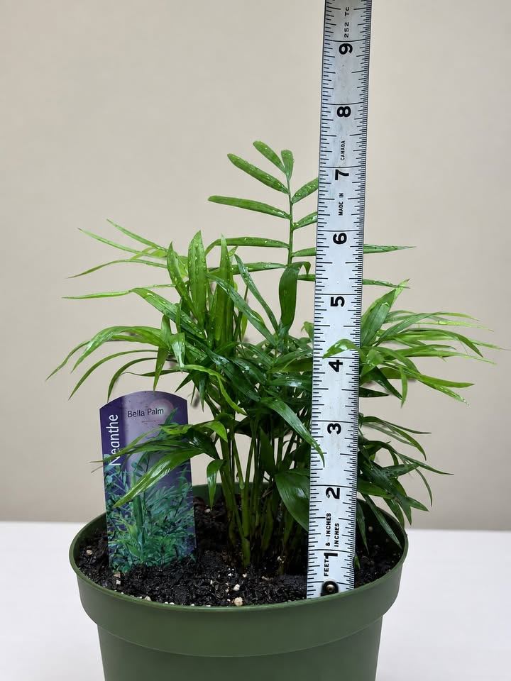 Neanthe Bella Palm Plant - photo 3