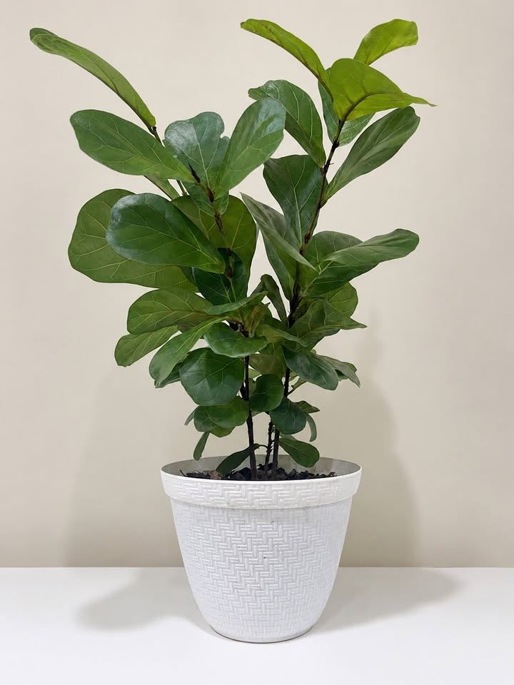 Fiddle Leaf Fig Plant