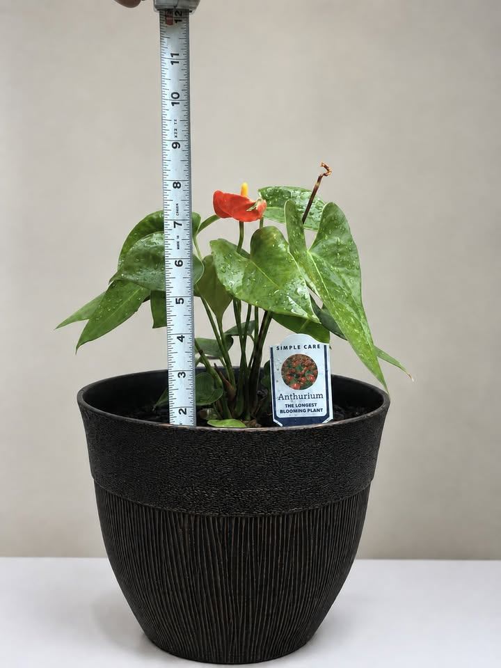 Anthurium Blooming Plant - photo 3
