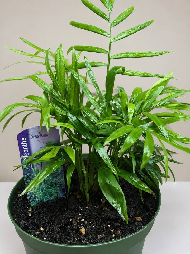 Neanthe Bella Palm Plant - photo 2