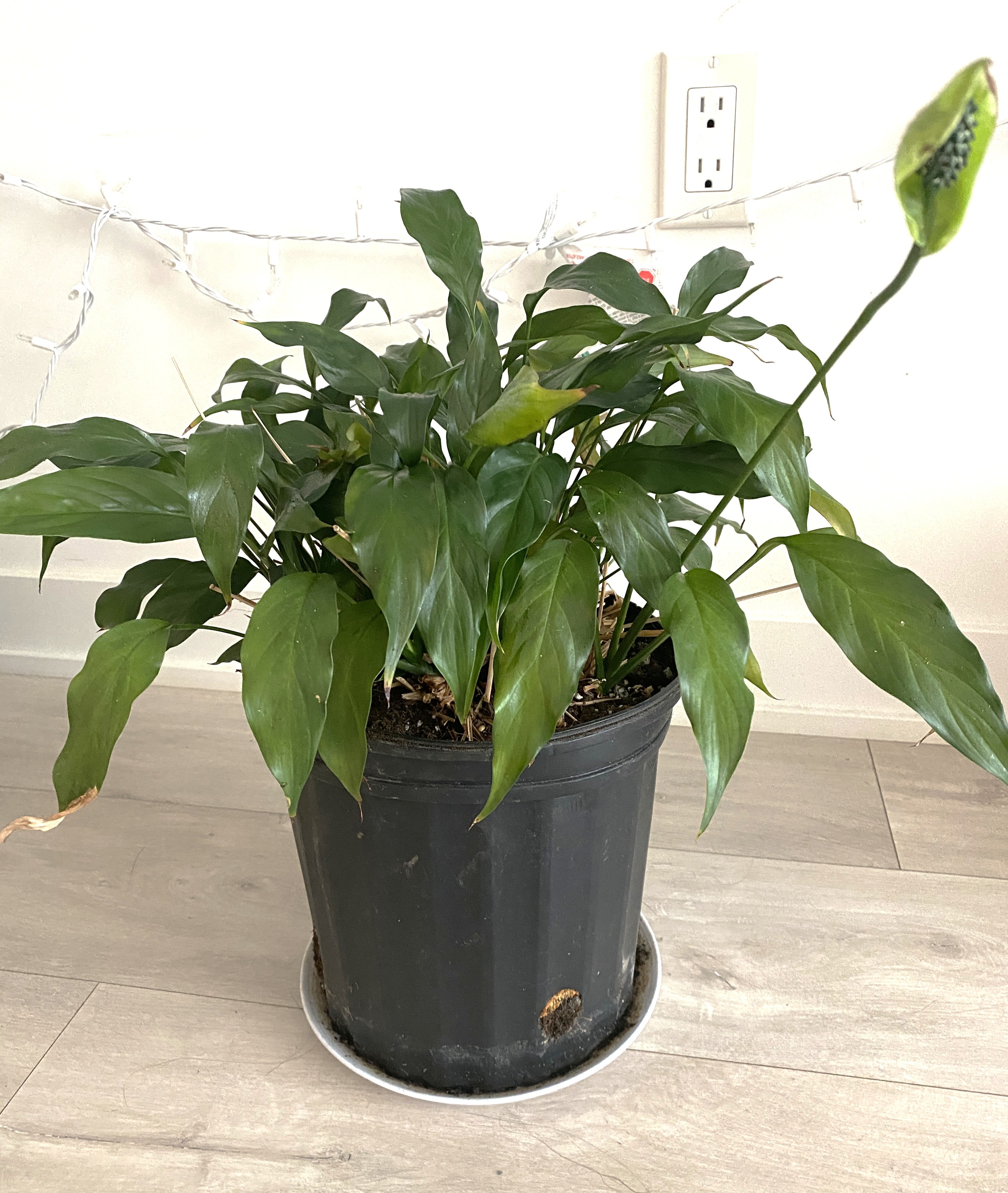 Peace Lily