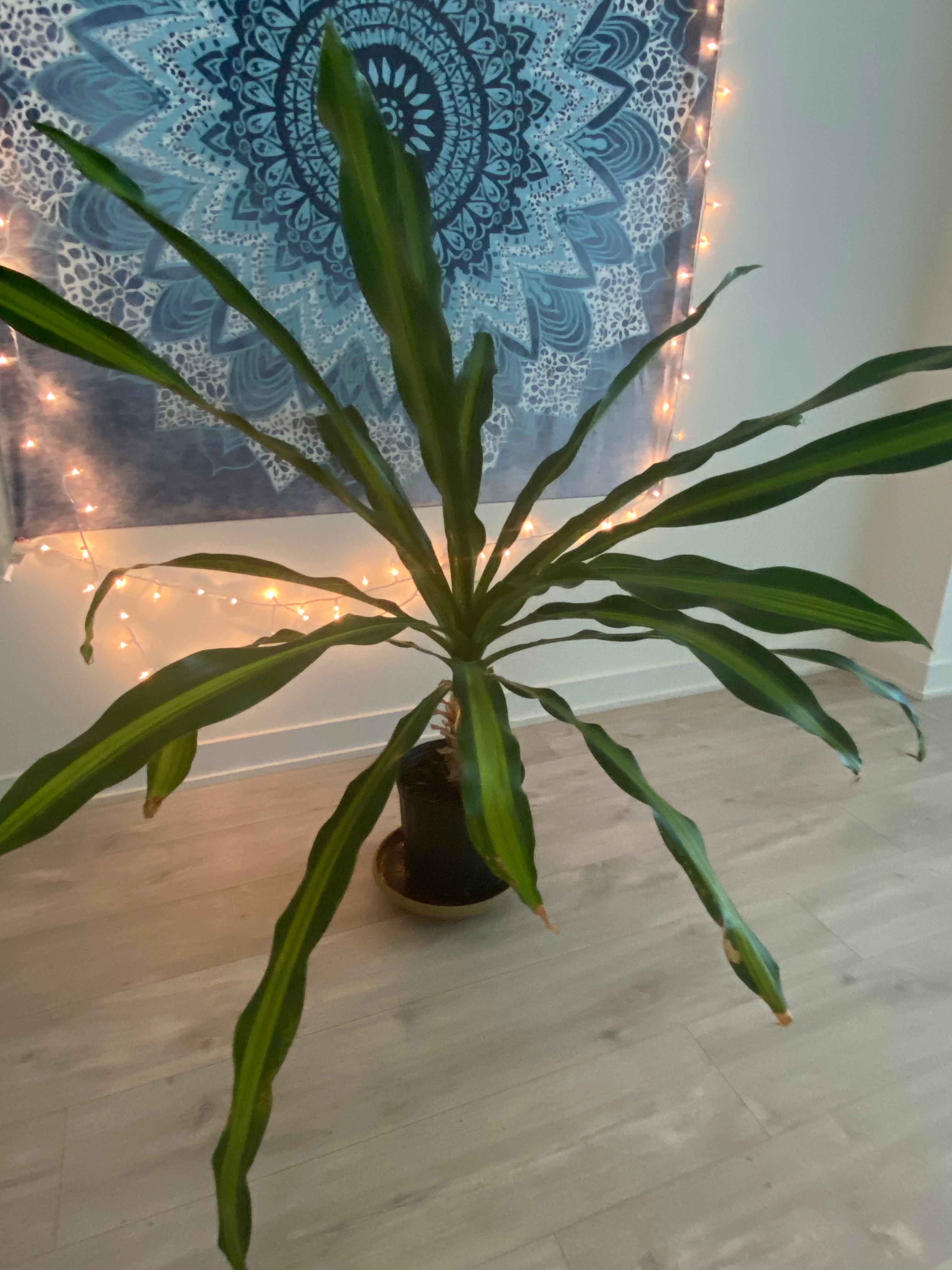 Large Corn Plant
