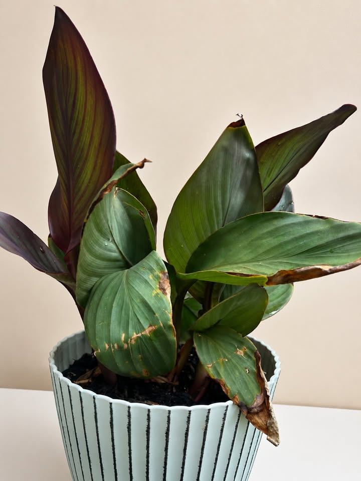 Potted Plant in Striped Pot - photo 2