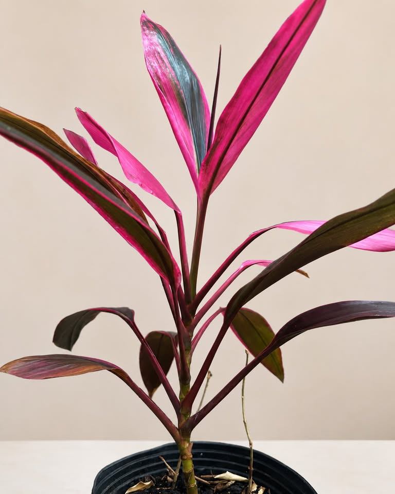 Cordyline 'Kiwi' Plant - photo 2