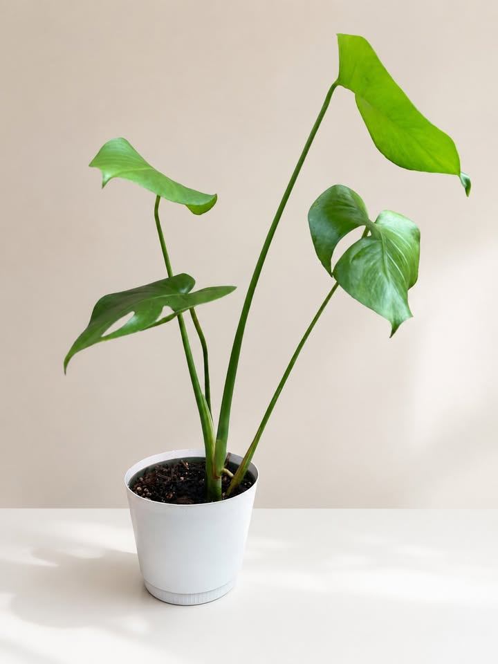 Monstera Plant in White Pot
