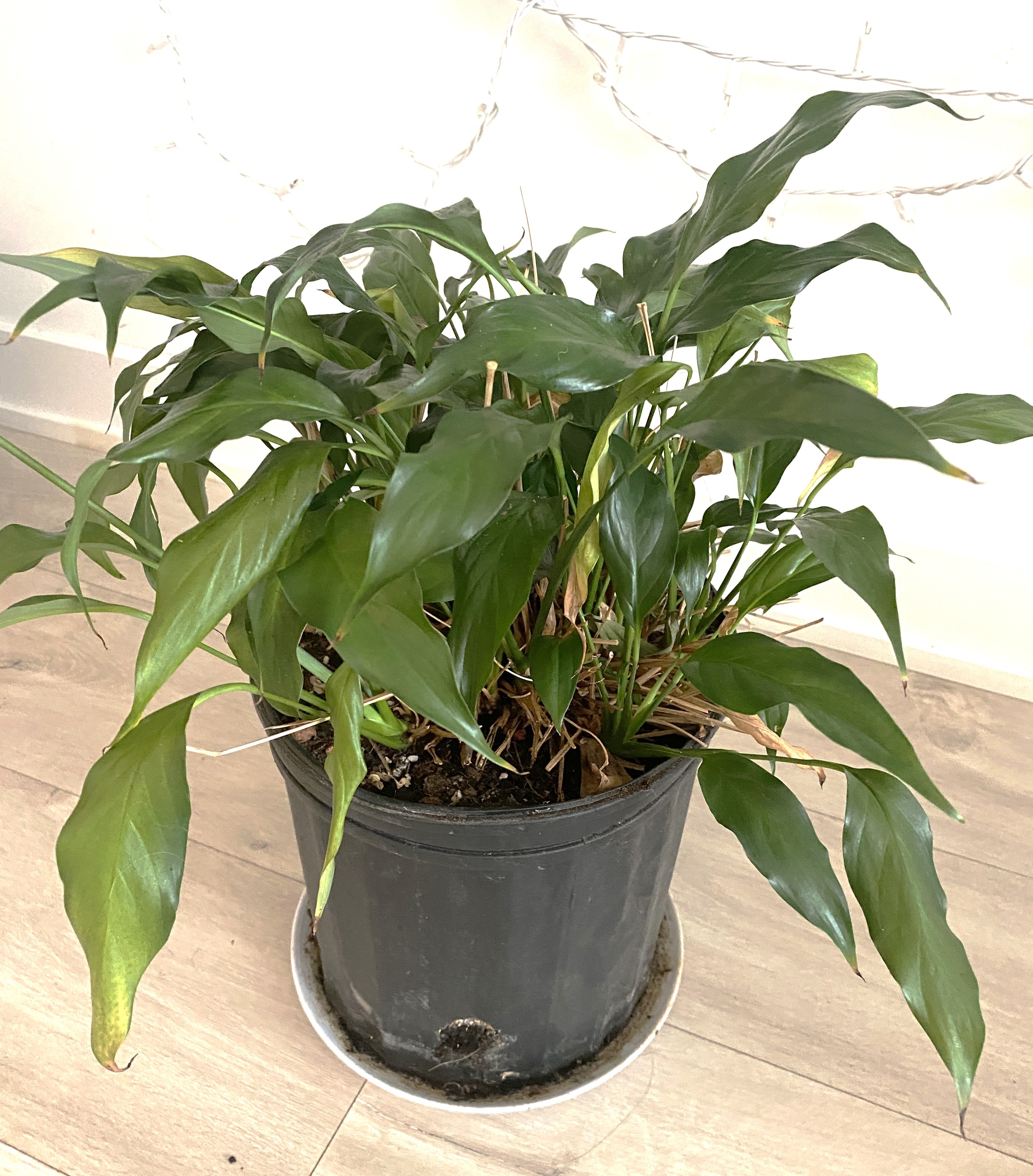 Peace Lily - photo 3