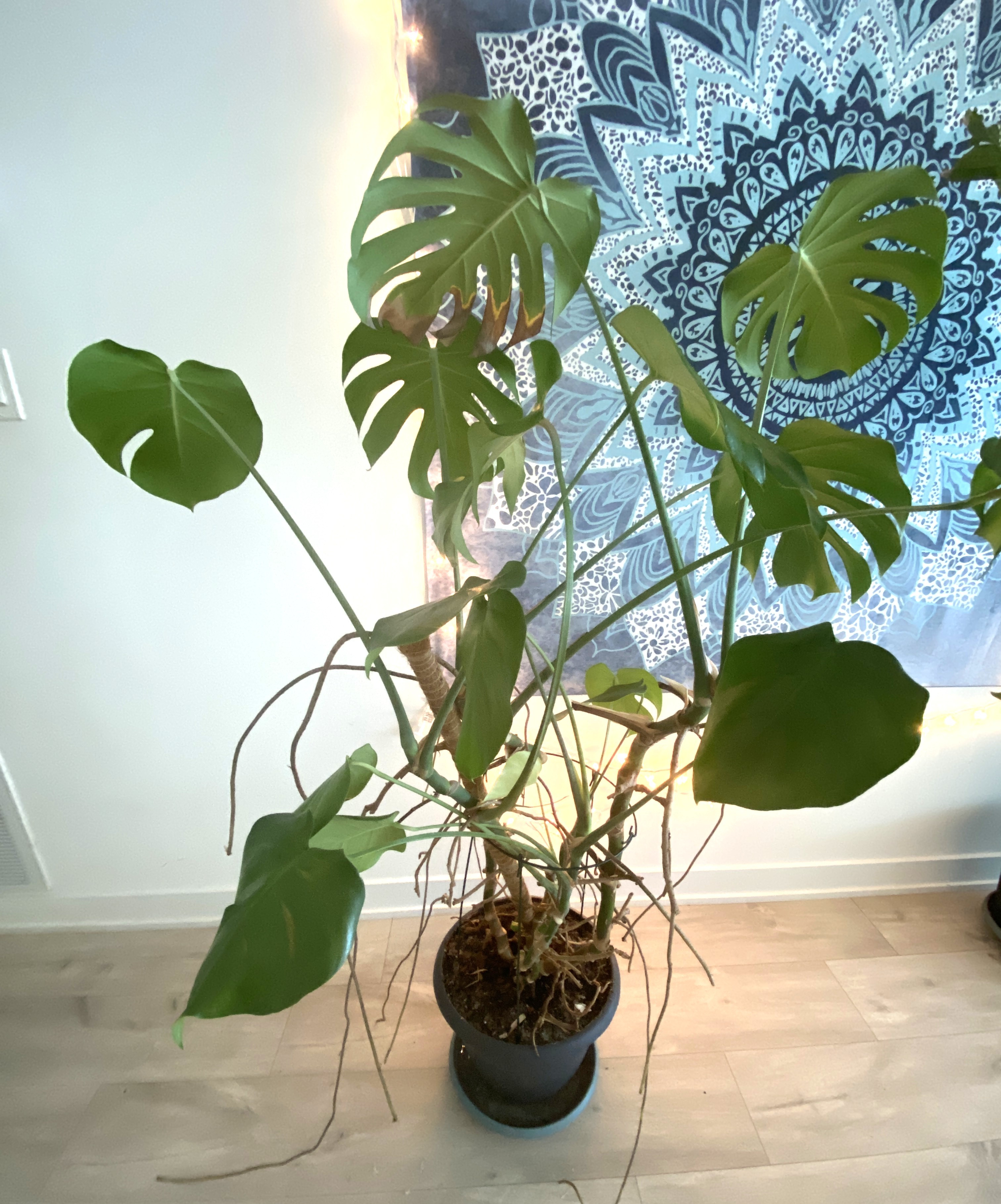 Monstera deliciosa (Swiss Cheese Plant)