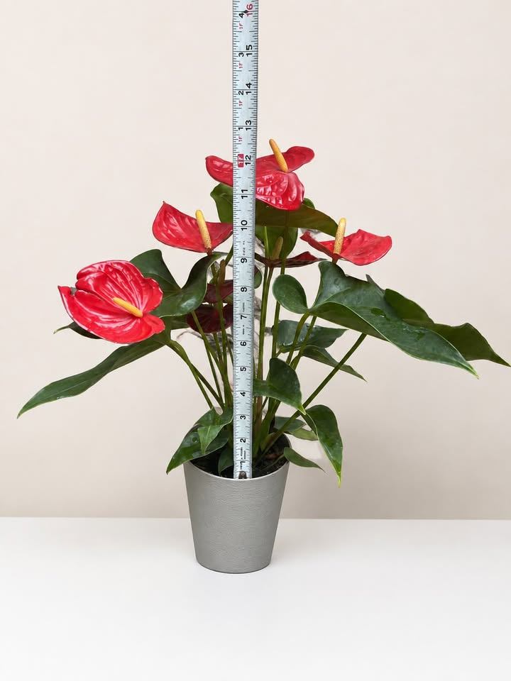 Red Anthurium Plant - photo 3