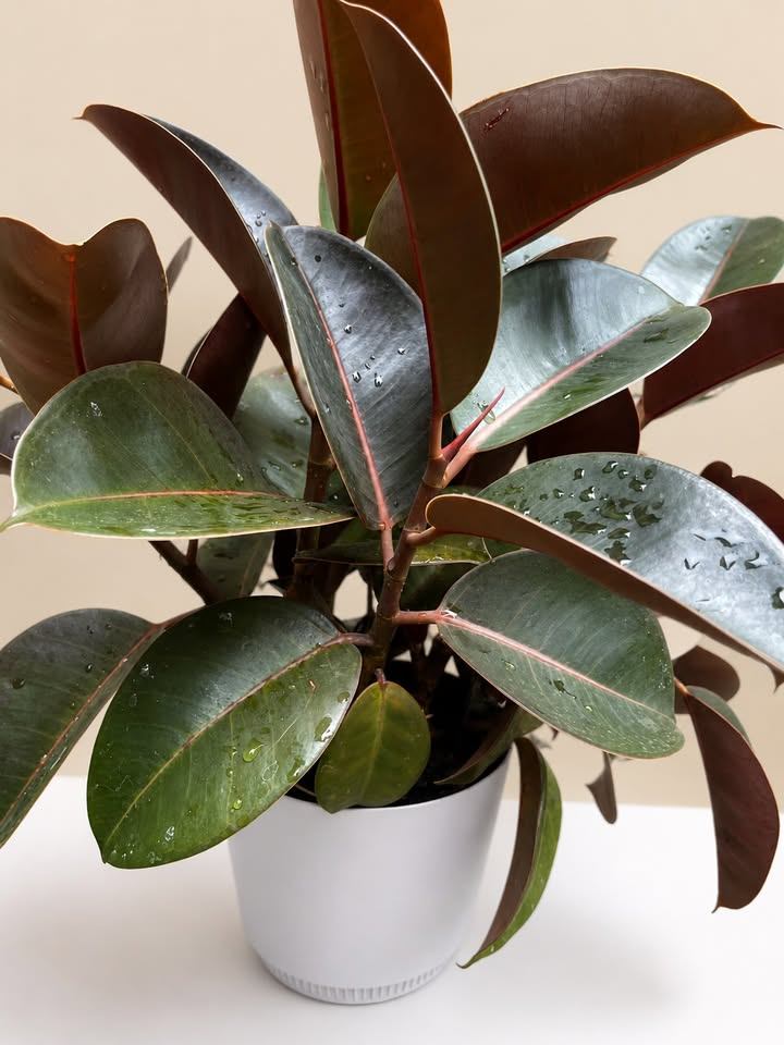Rubber Plant - photo 2