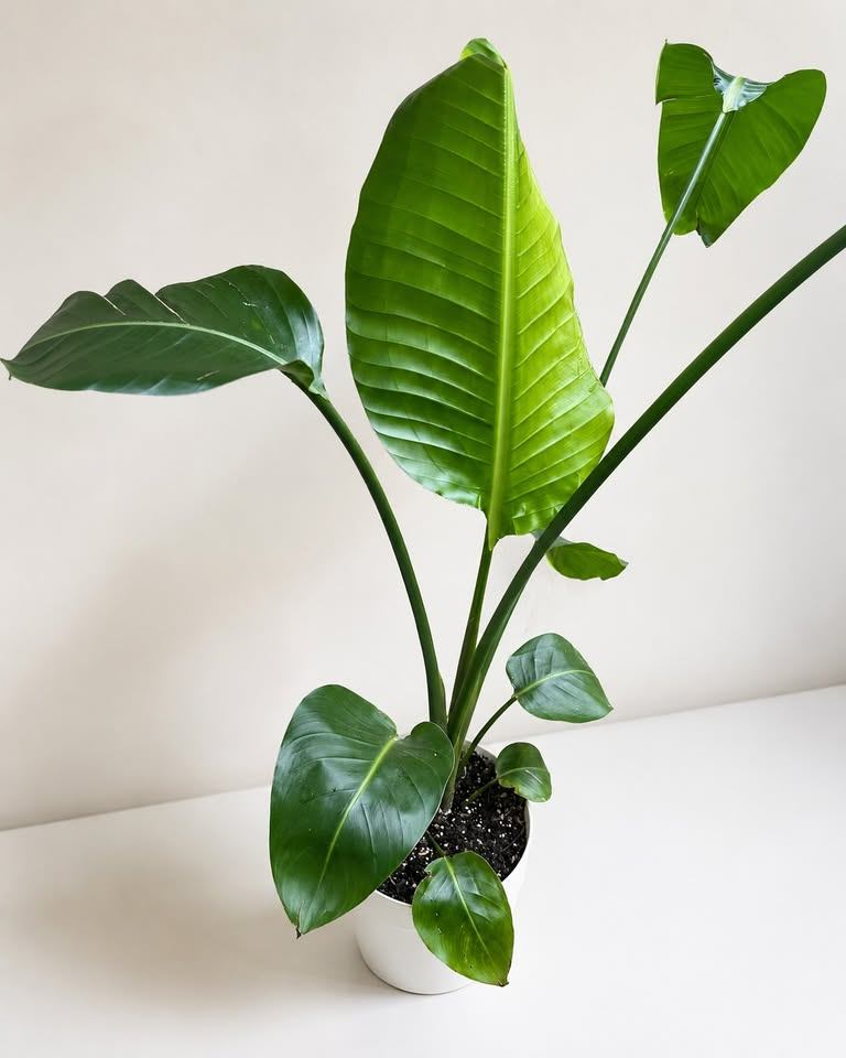 Bird of Paradise Plant in Pot - photo 2