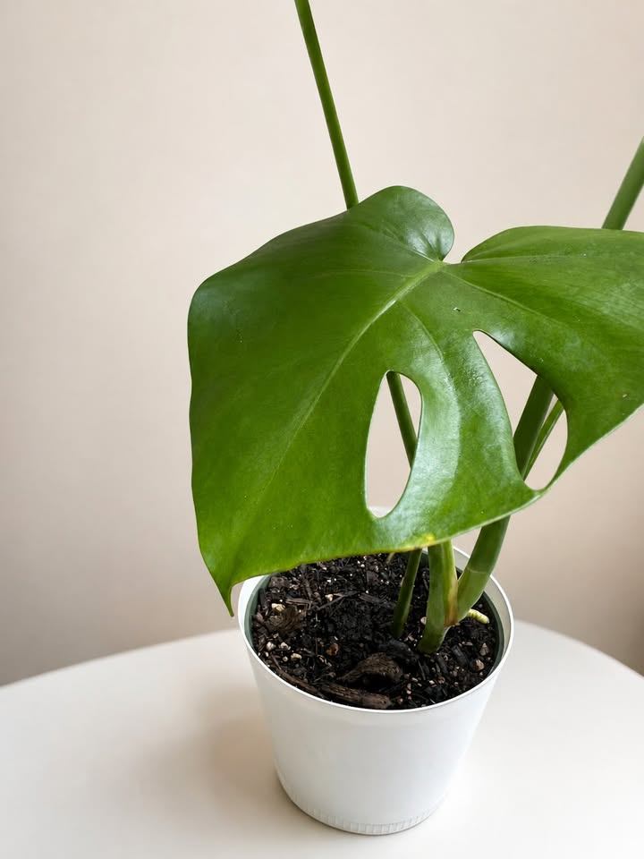Monstera Plant in White Pot - photo 2