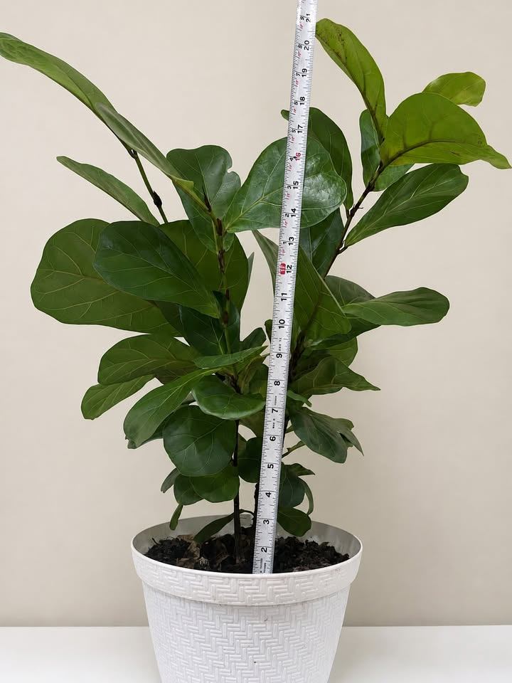 Fiddle Leaf Fig Plant - photo 3
