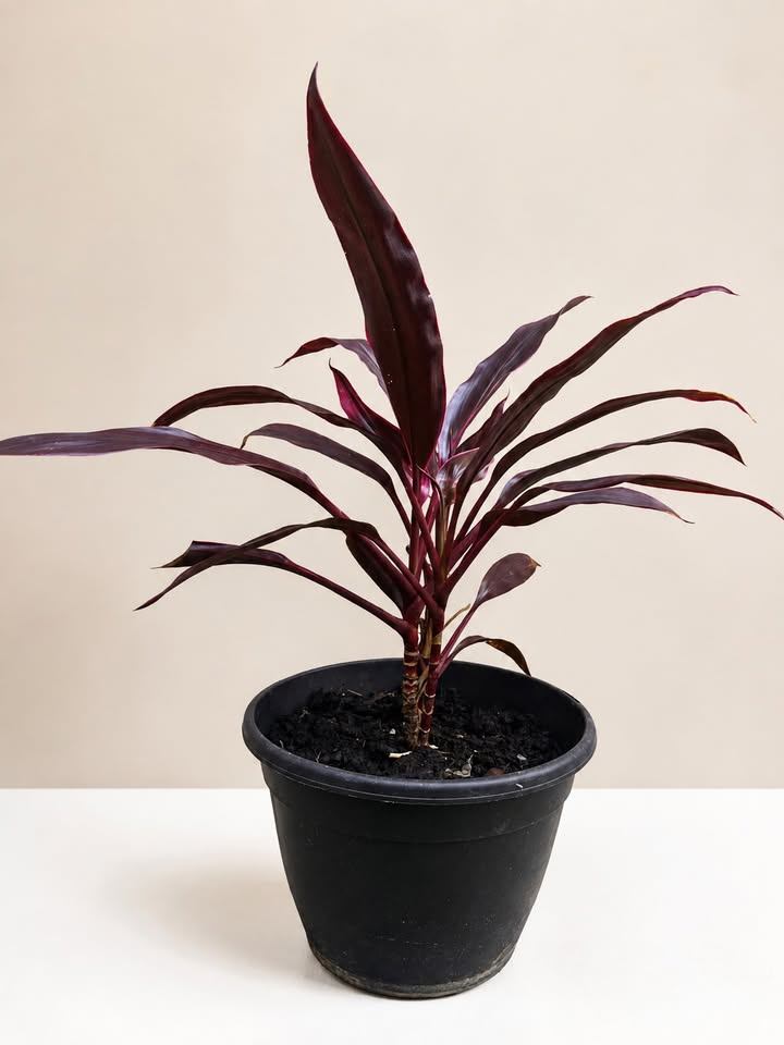 Cordyline Red Ti Plant