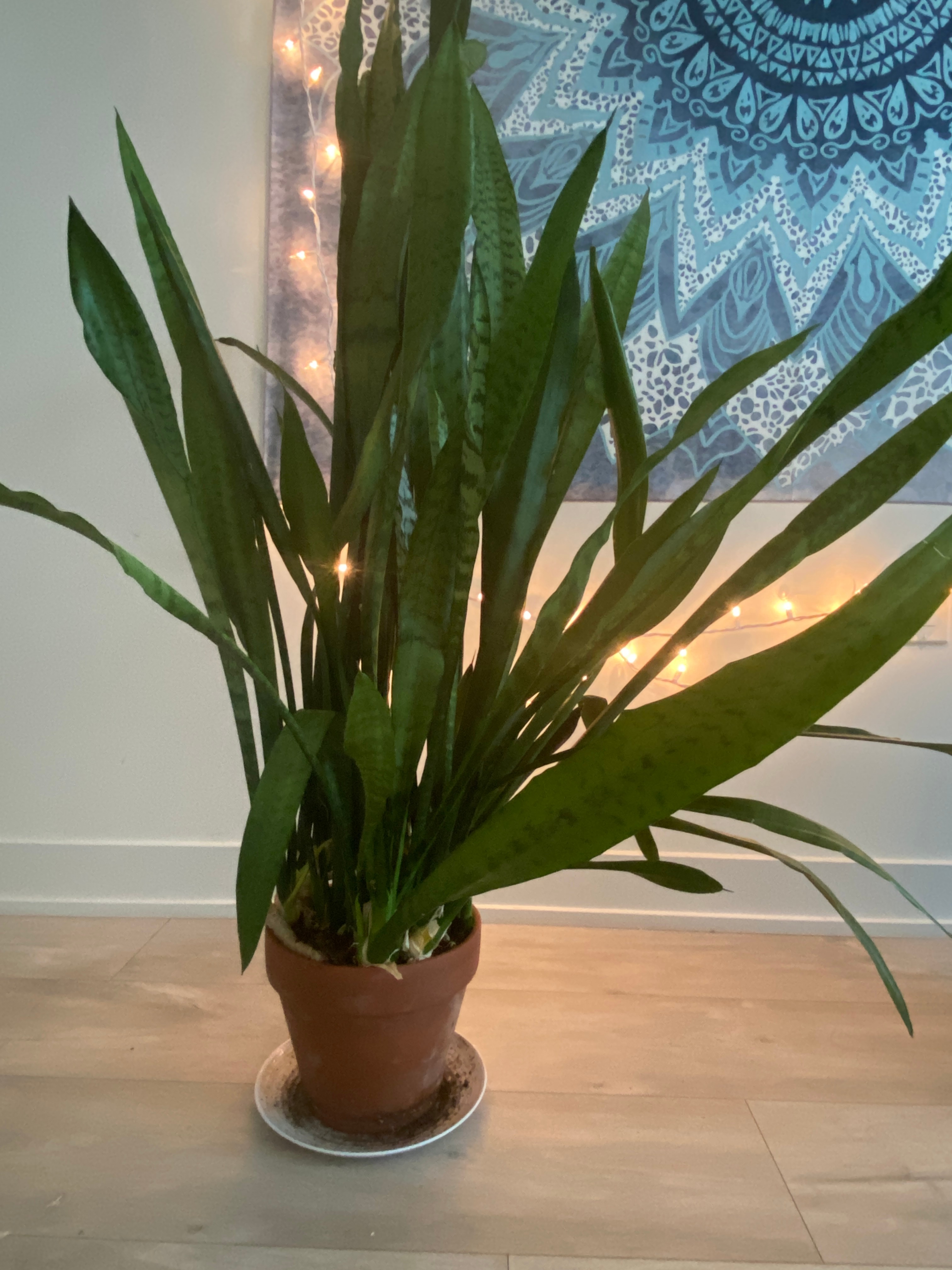 Medium Sized Snake Plant