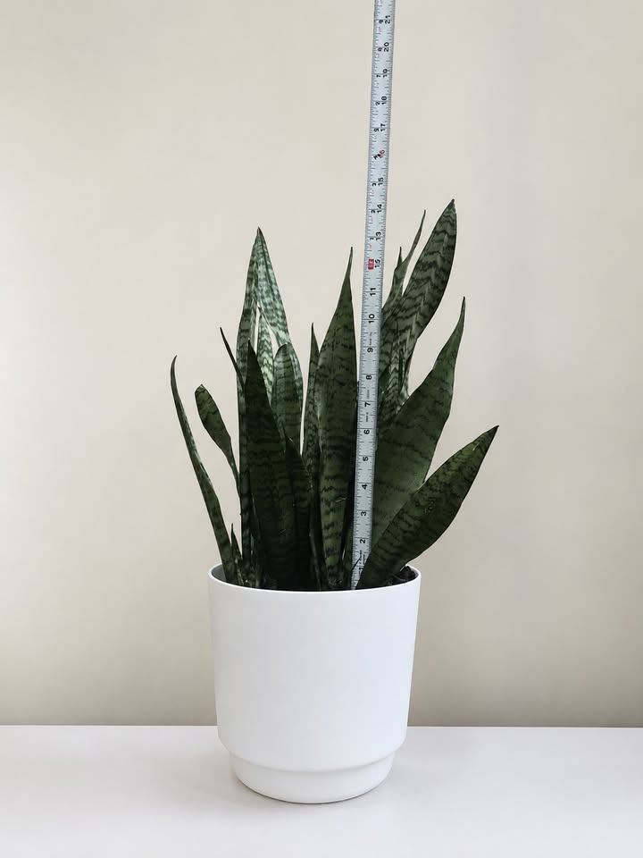 Snake Plant in White Pot - photo 3