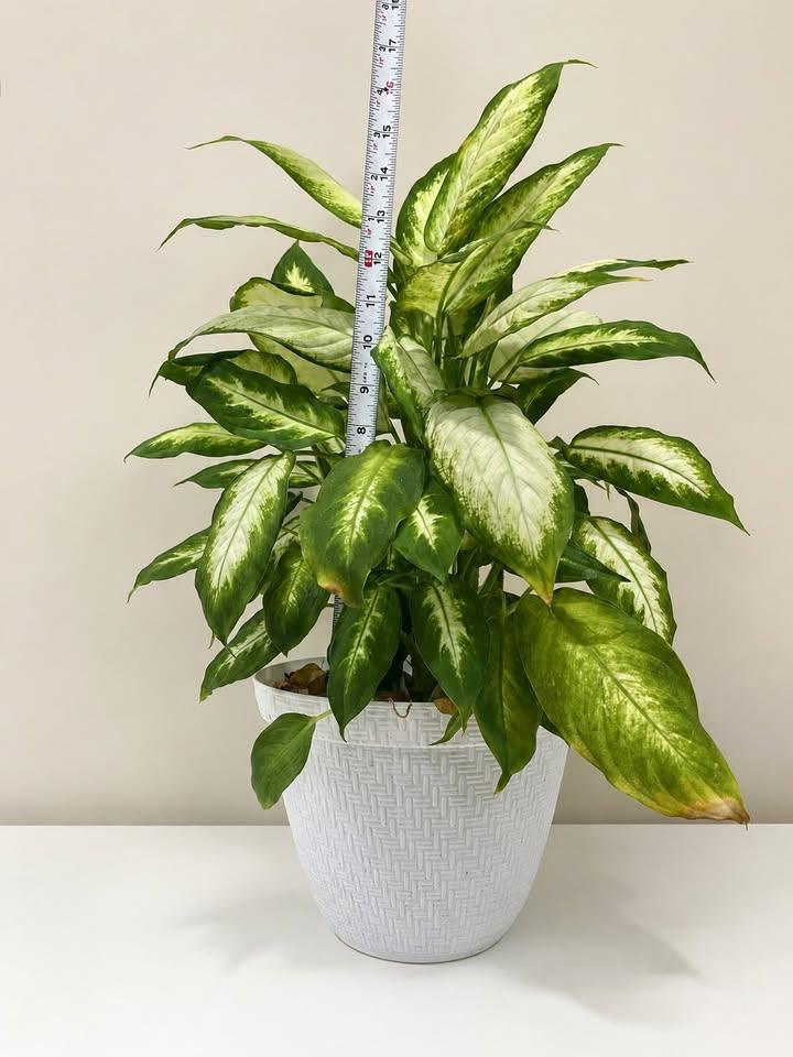 Large Dieffenbachia Plant in White Pot - photo 3