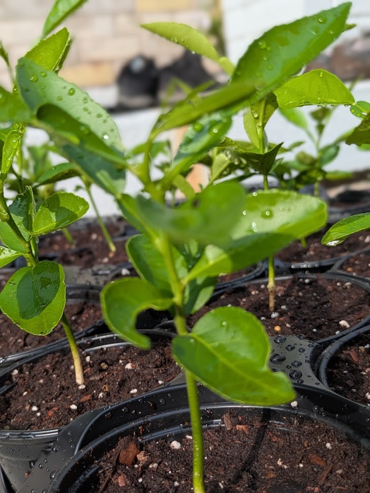 White Pomelo: 柚子 (yòuzi) 白柚 (báiyòu) Jambola Citrus Seedlings - photo 4
