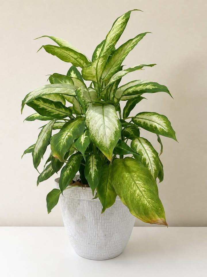 Large Dieffenbachia Plant in White Pot