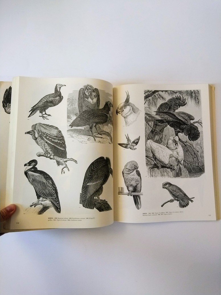 Animals: A Pictorial Archive from 19th Century Sources! - photo 3