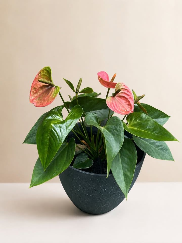 Anthurium Plant in Black Pot - photo 2