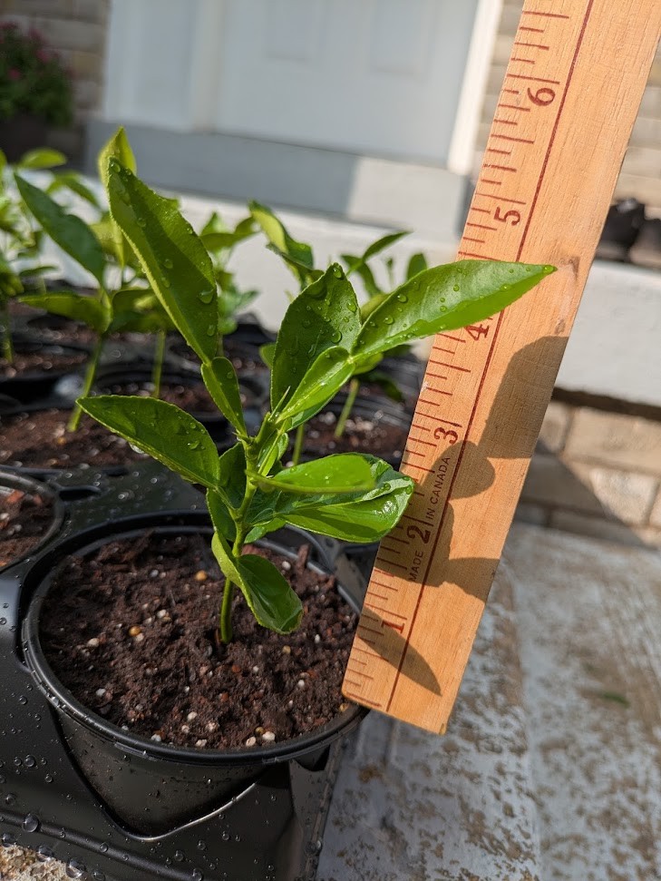 White Pomelo: 柚子 (yòuzi) 白柚 (báiyòu) Jambola Citrus Seedlings