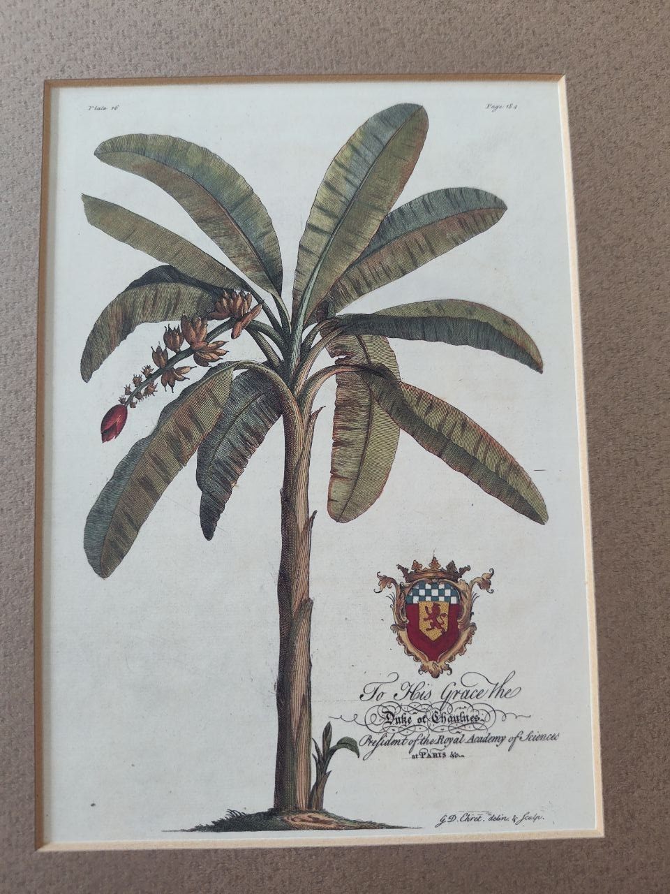 Vintage Georg Dionysius Ehret Botanical Palm/Teapots Print - photo 3