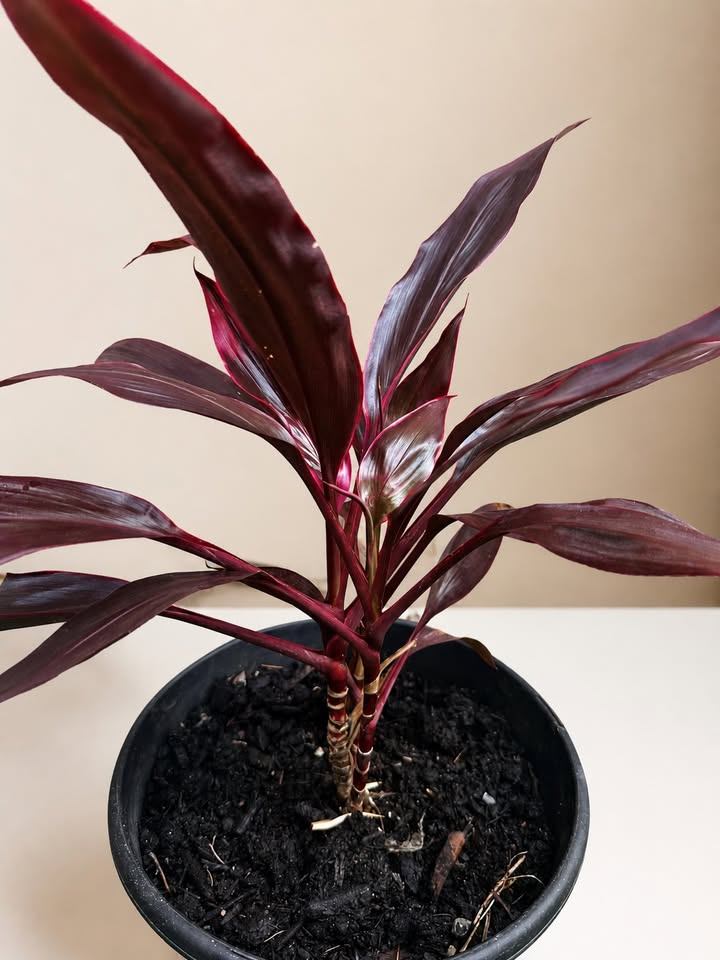 Cordyline Red Ti Plant - photo 2