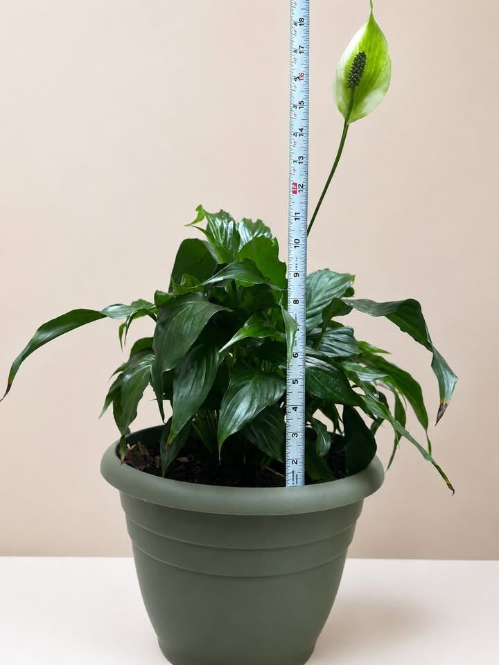 Peace Lily Plant - photo 3