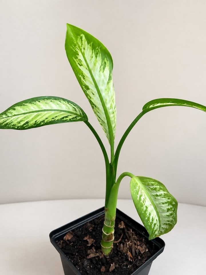 Dieffenbachia Dumb Cane Plant - photo 2