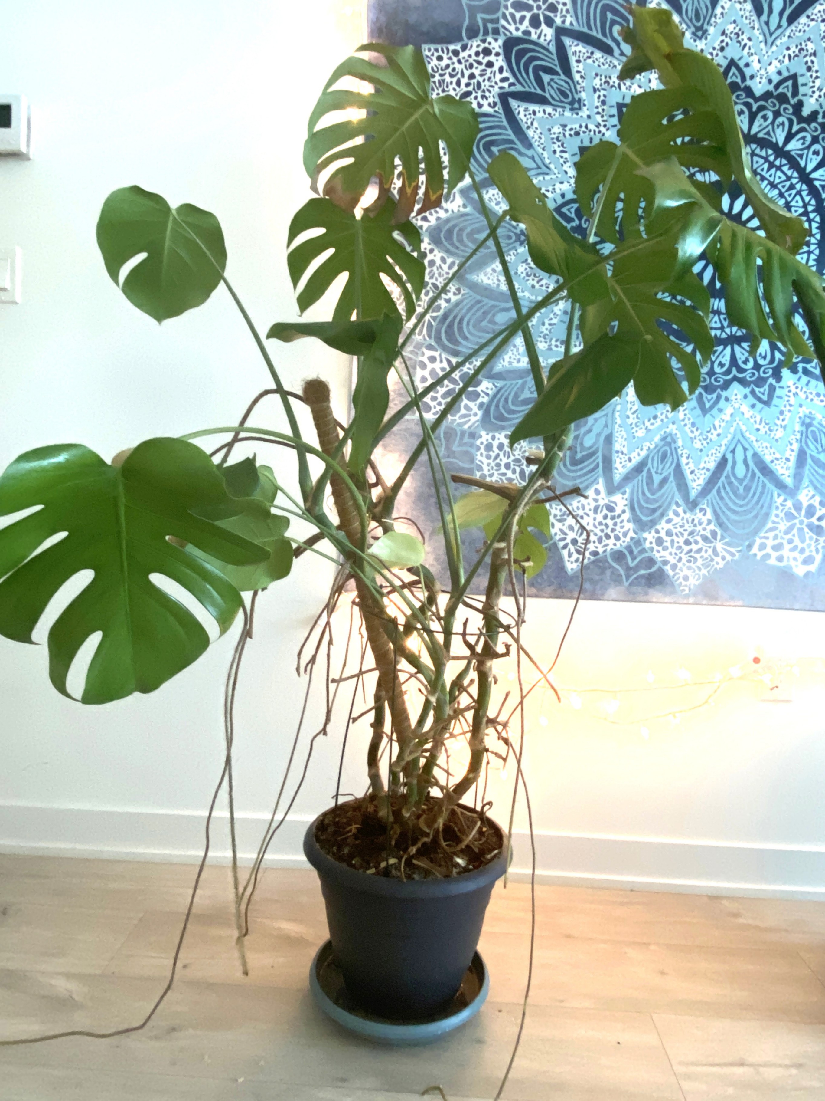 Monstera deliciosa (Swiss Cheese Plant) - photo 2