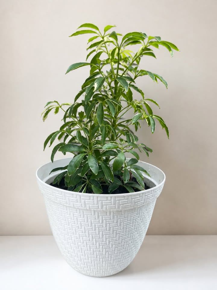 Schefflera Variegated Plant